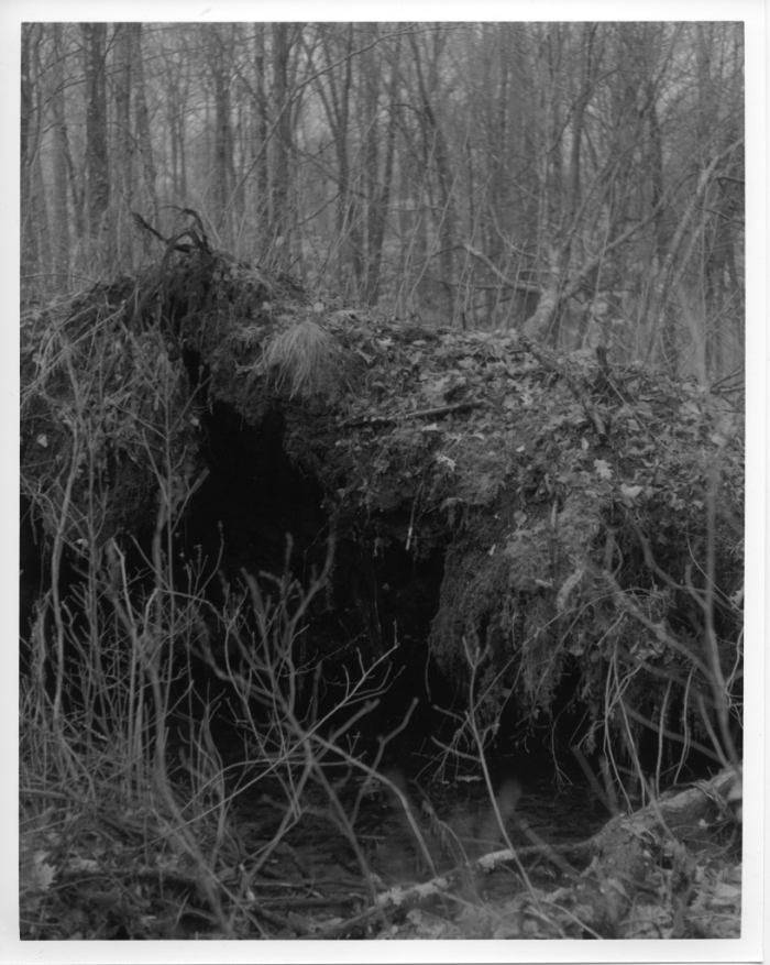 Uprooted, portrait. Contrast 4
