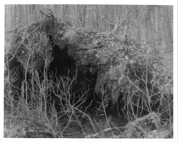 Uprooted, landscape. Contrast 3